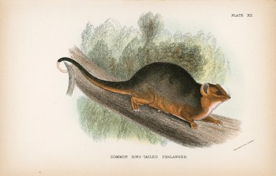 Common Ring-Tailed Phalanger by English School